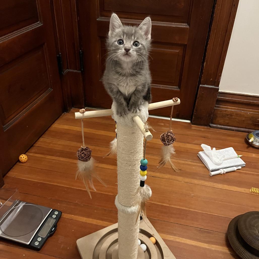 Enlarge Octopus, a Adoptable Domestic Short Hair in Chicago, IL image 4/4