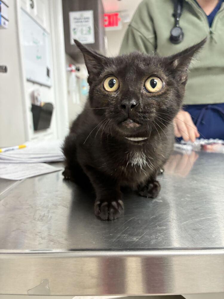 Enlarge Black Bean, a Adoptable Domestic Short Hair in Marietta, GA image 1/1