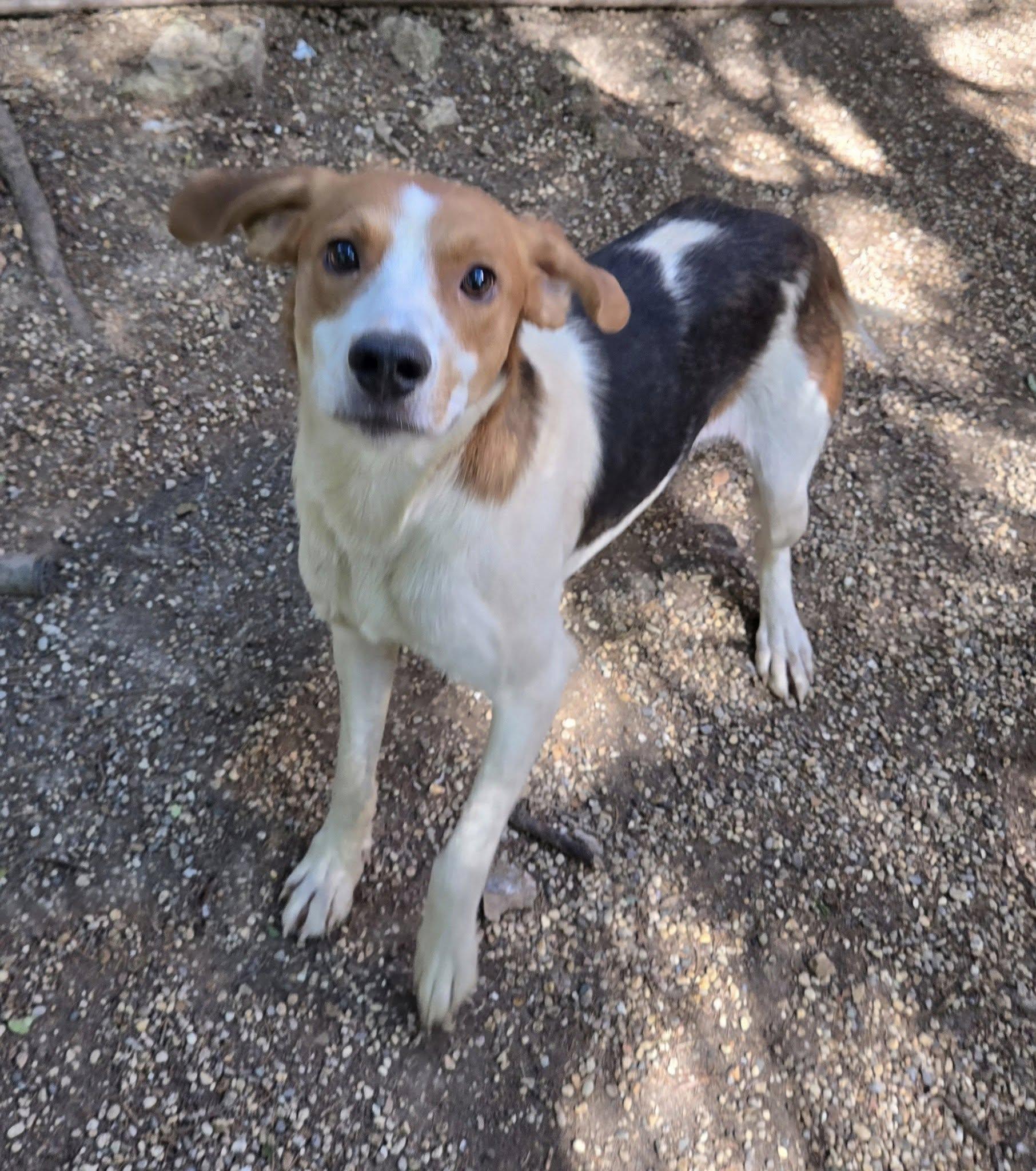 Enlarge Jerry, a Adoptable Coonhound in Freeport, IL image 1/4