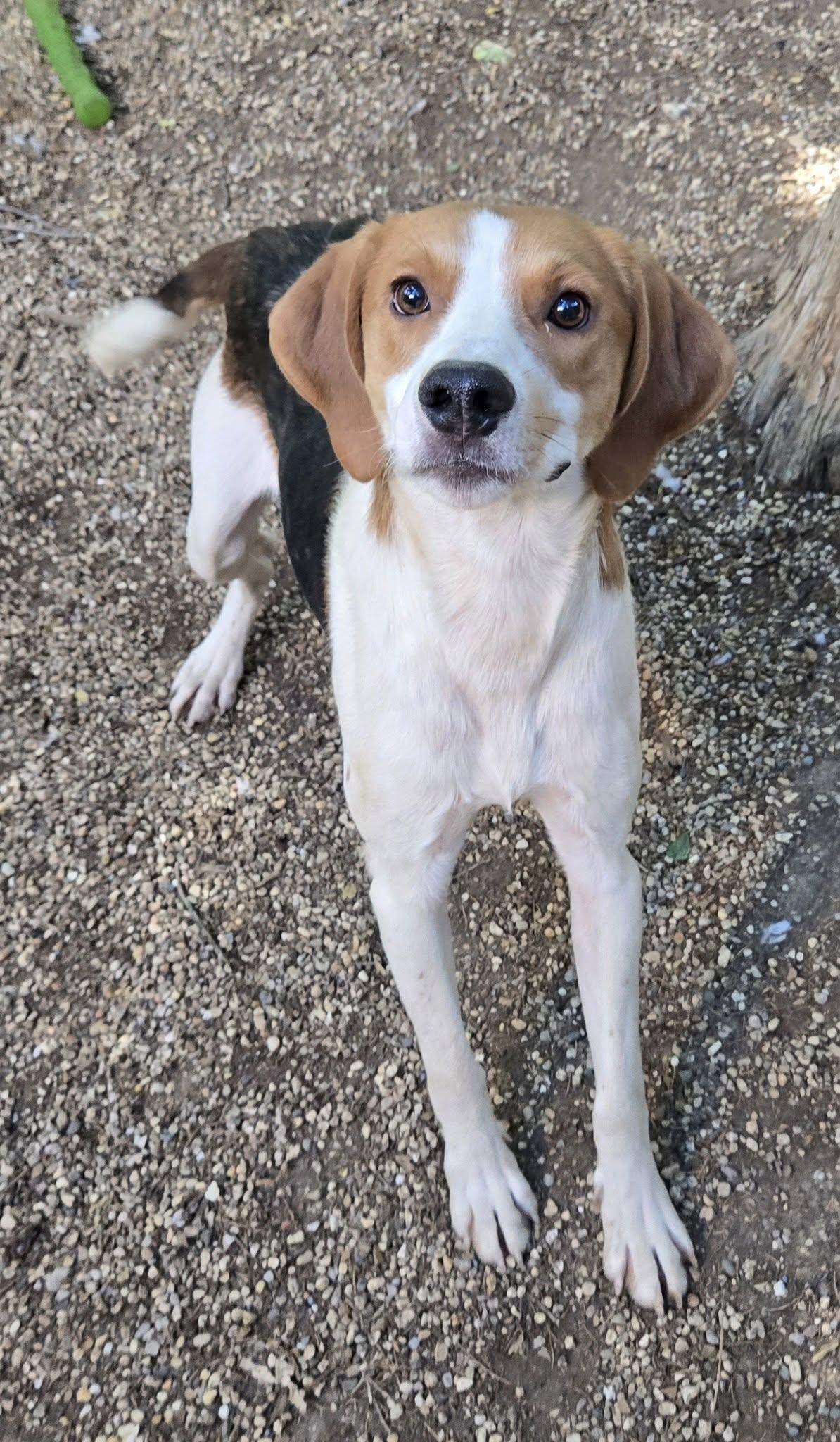 Enlarge Jerry, a Adoptable Coonhound in Freeport, IL image 2/4