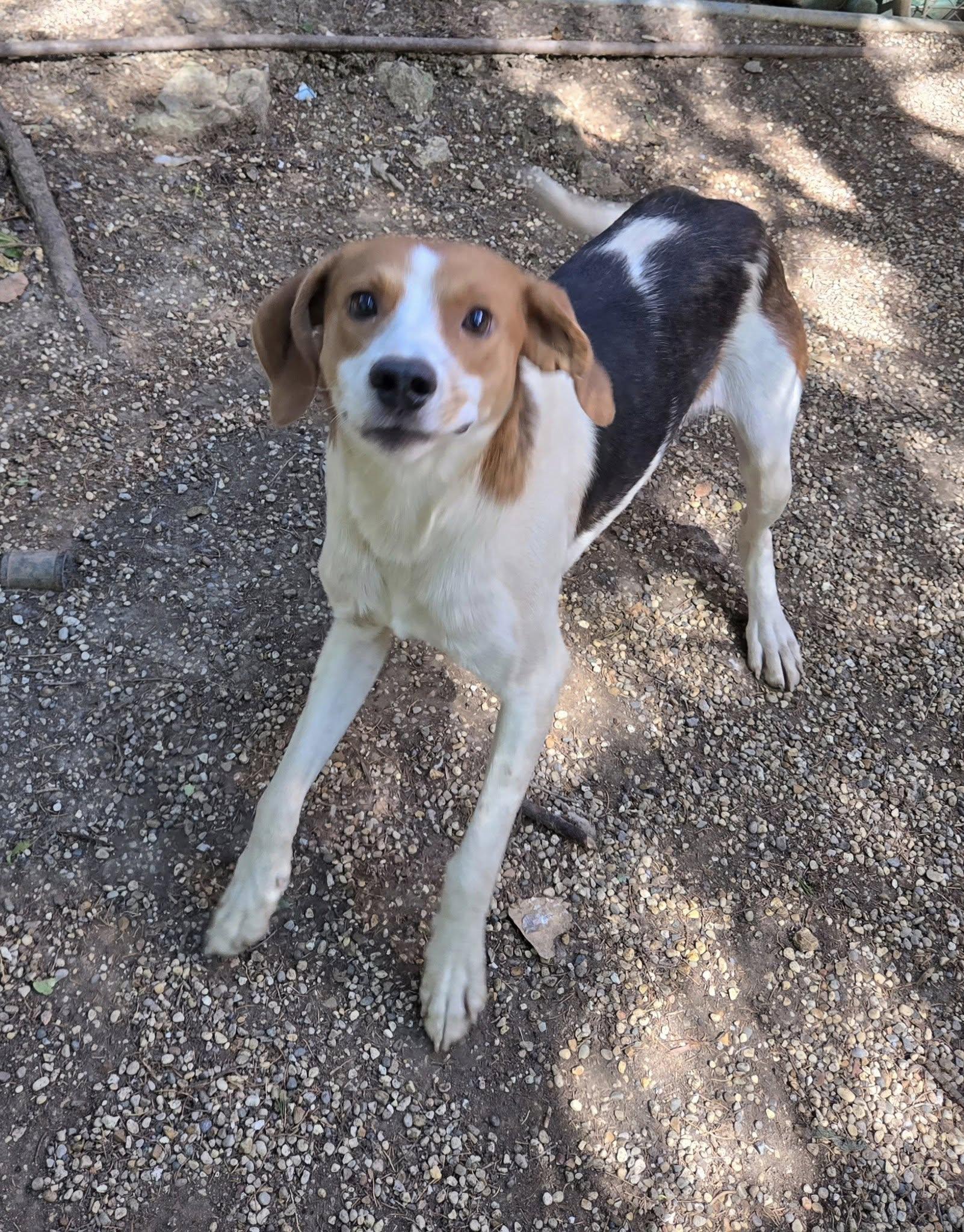 Enlarge Jerry, a Adoptable Coonhound in Freeport, IL image 3/4