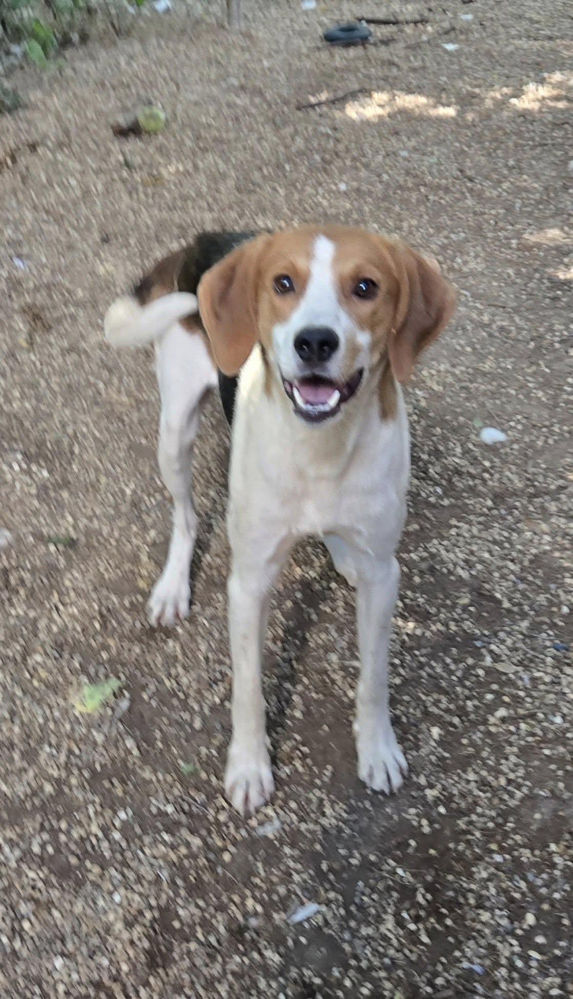 Enlarge Jerry, a Adoptable Coonhound in Freeport, IL image 4/4