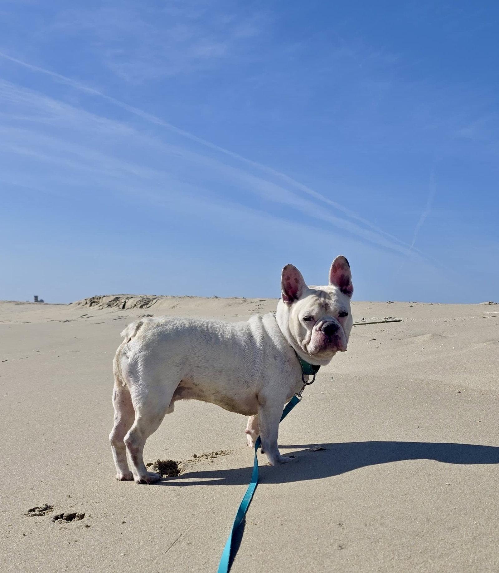 Oliver, Adoptable, Adult Male French Bulldog.