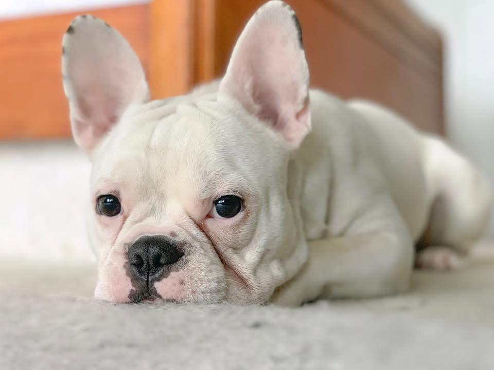 Enlarge Oliver, a Adoptable French Bulldog in Ocean View, DE image 2/3