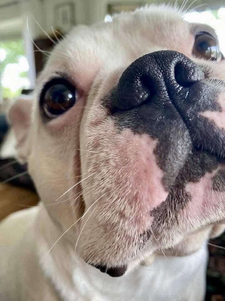 Enlarge Oliver, a Adoptable French Bulldog in Ocean View, DE image 3/3