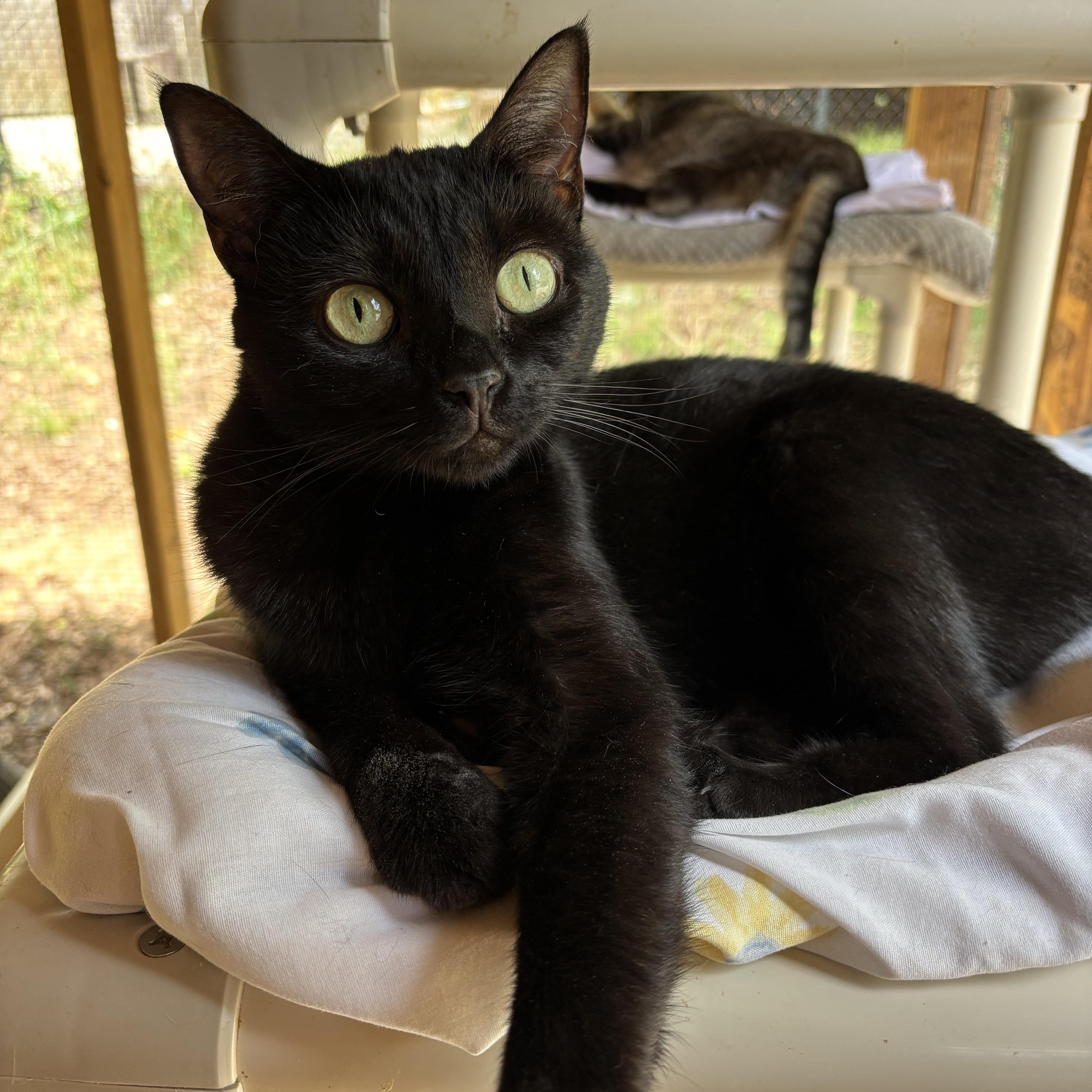 Josie, adoptable, Adult Female Domestic Short Hair.