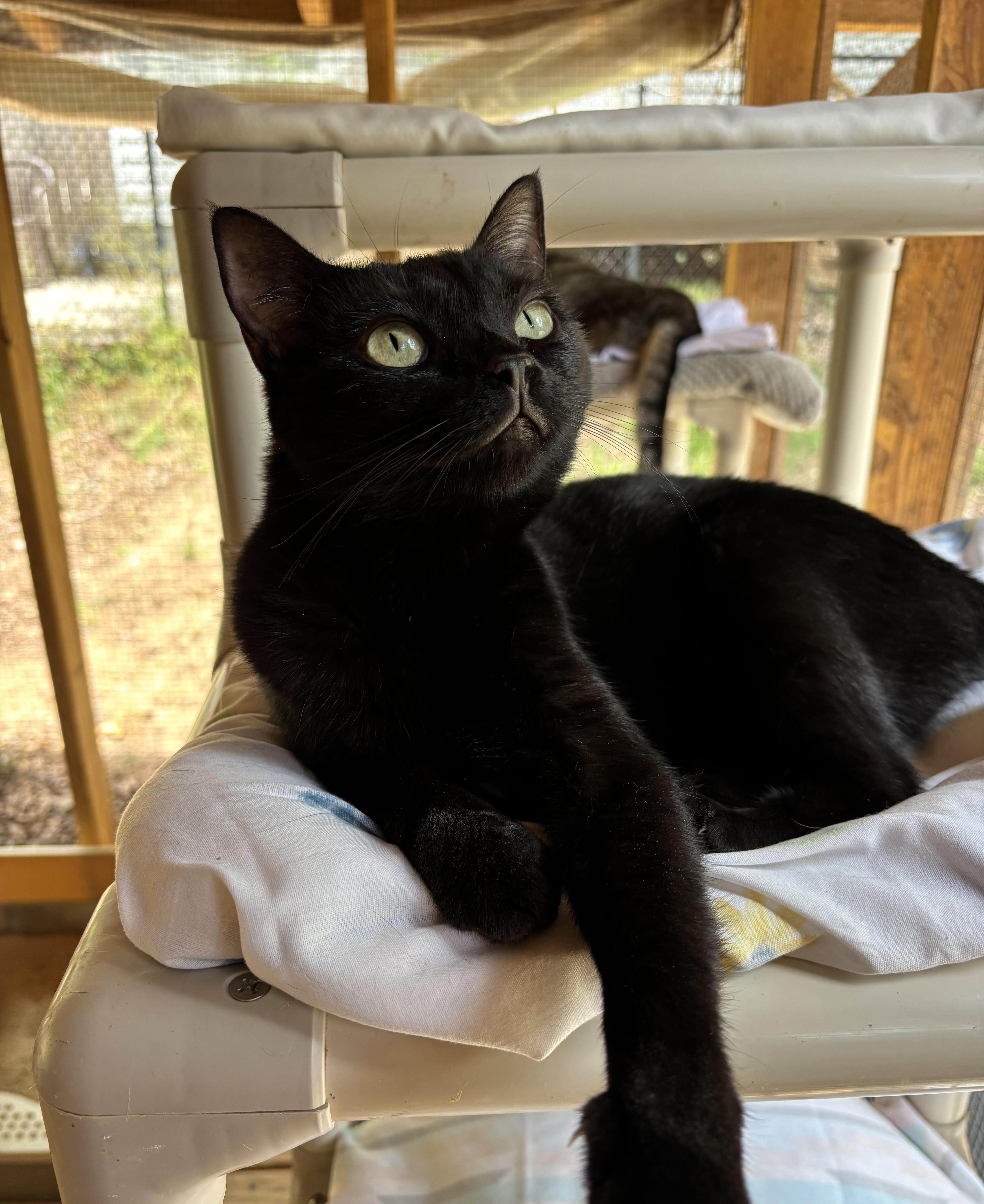 Enlarge Josie, an adoptable Domestic Short Hair in Anderson , SC image 6/6