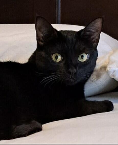 Josie, ADOPTABLE, Adult Female Domestic Short Hair.