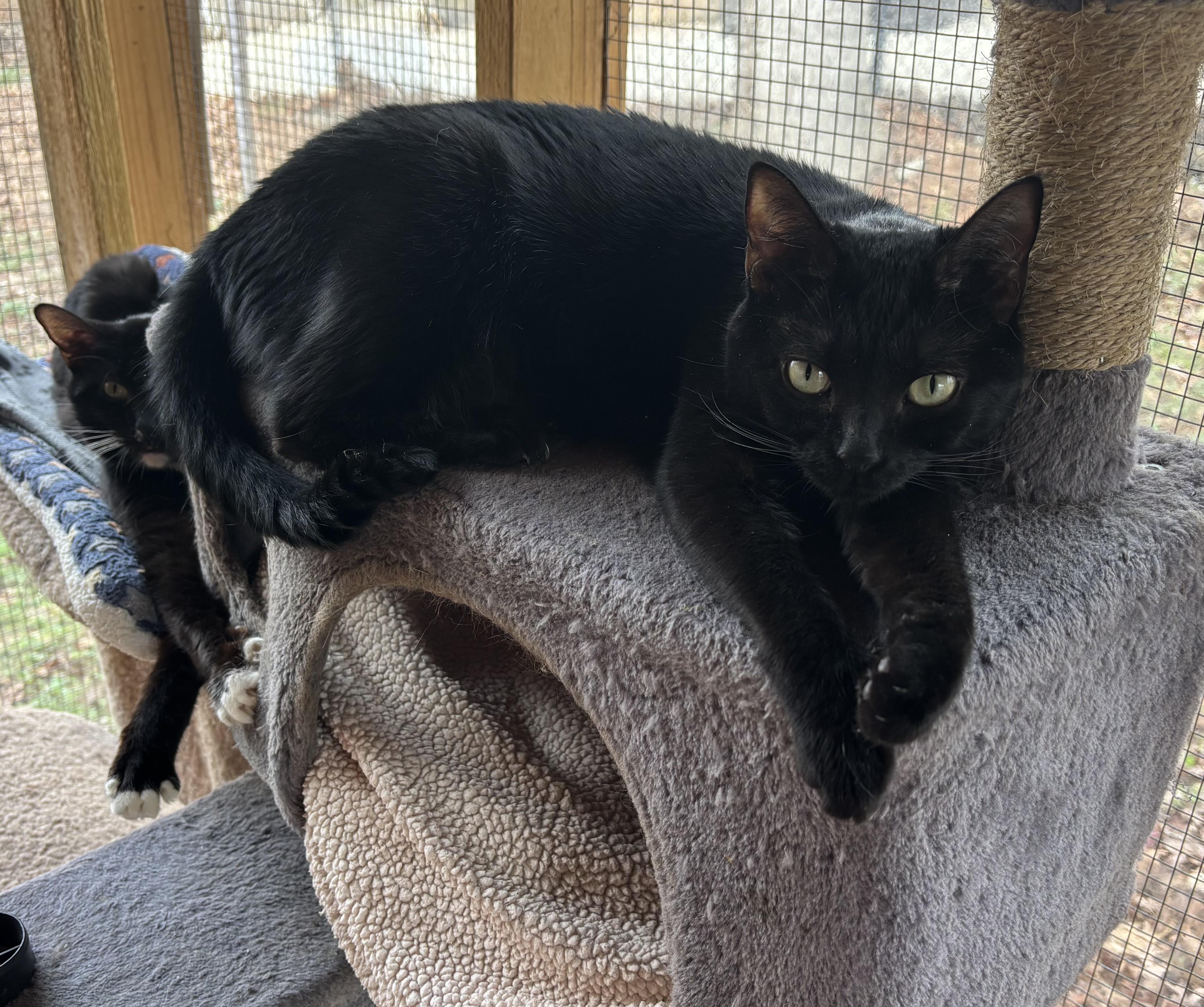 Enlarge Josie, a ADOPTABLE Domestic Short Hair in Anderson , SC image 4/6