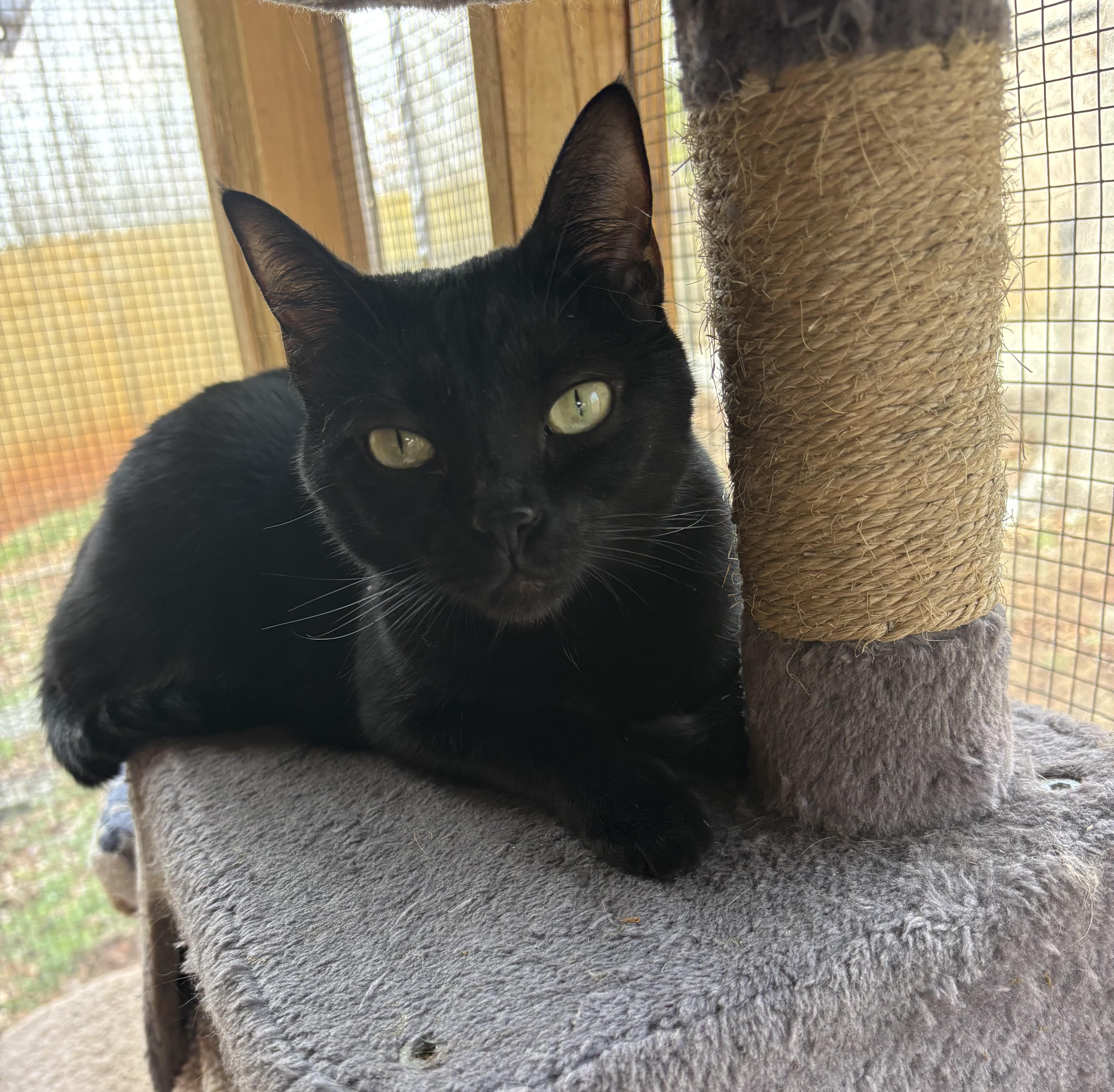 Enlarge Josie, a ADOPTABLE Domestic Short Hair in Anderson , SC image 3/6