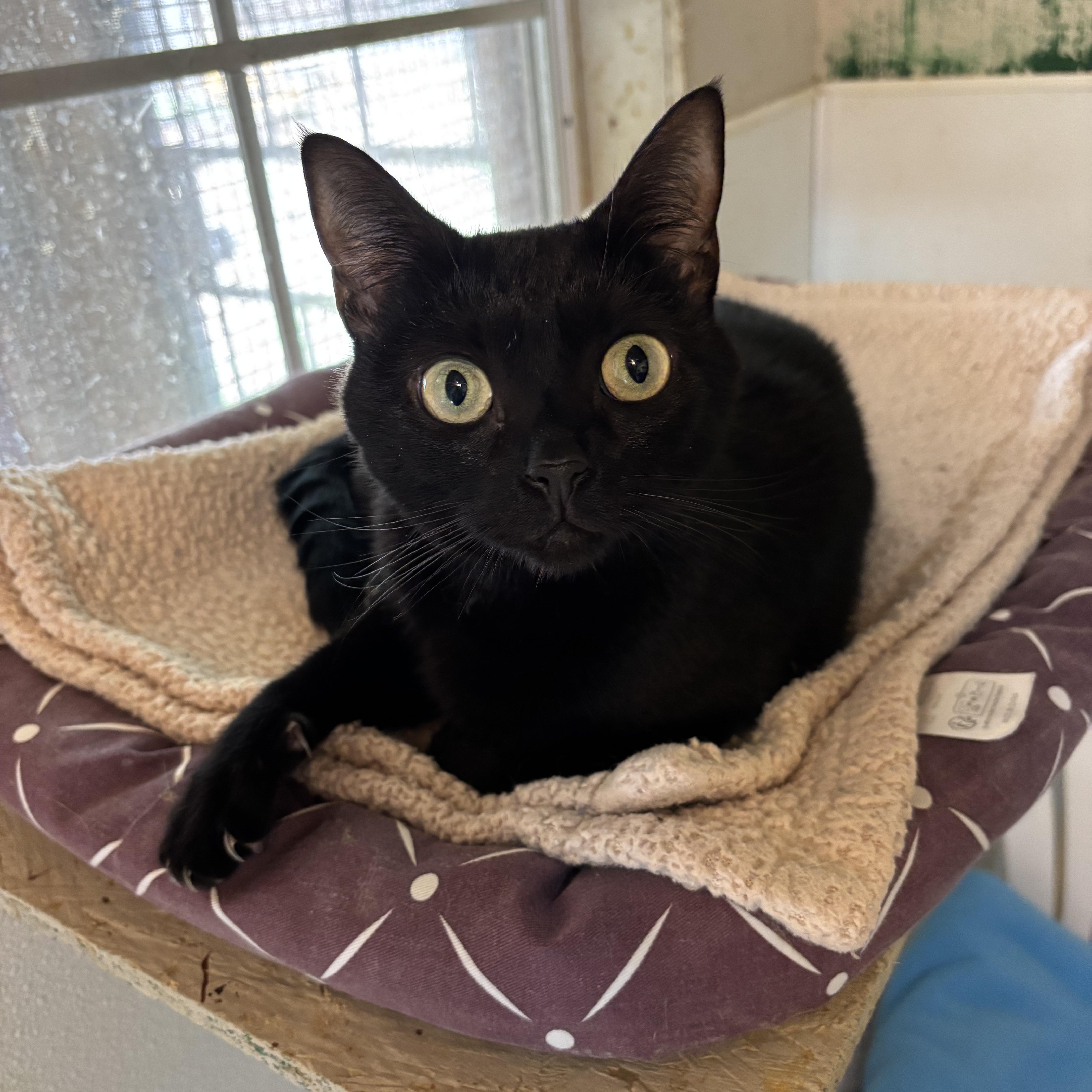 Enlarge Josie, a ADOPTABLE Domestic Short Hair in Anderson , SC image 5/6