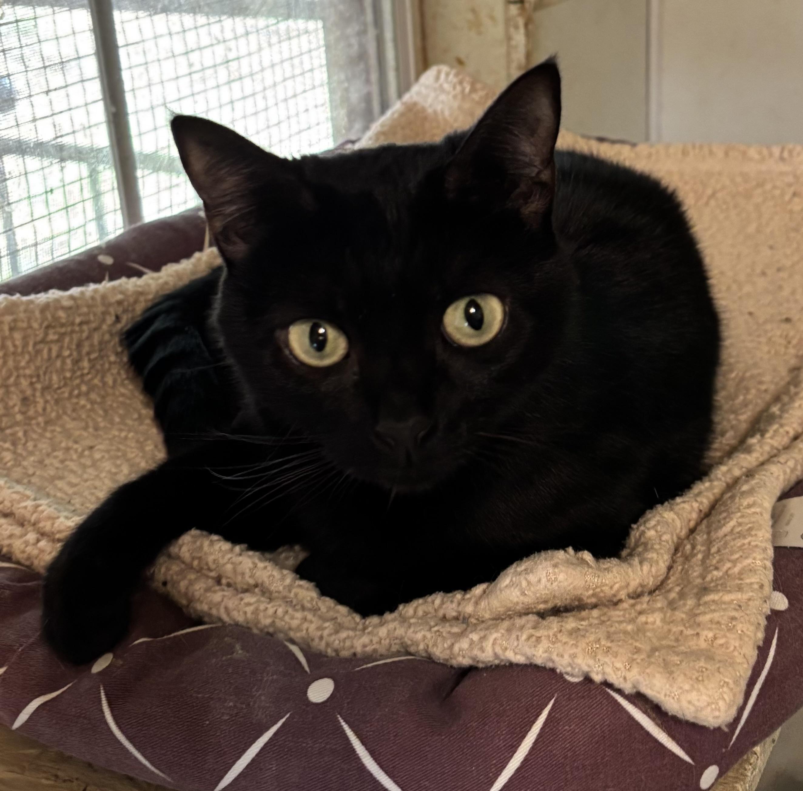 Enlarge Josie, a ADOPTABLE Domestic Short Hair in Anderson , SC image 6/6