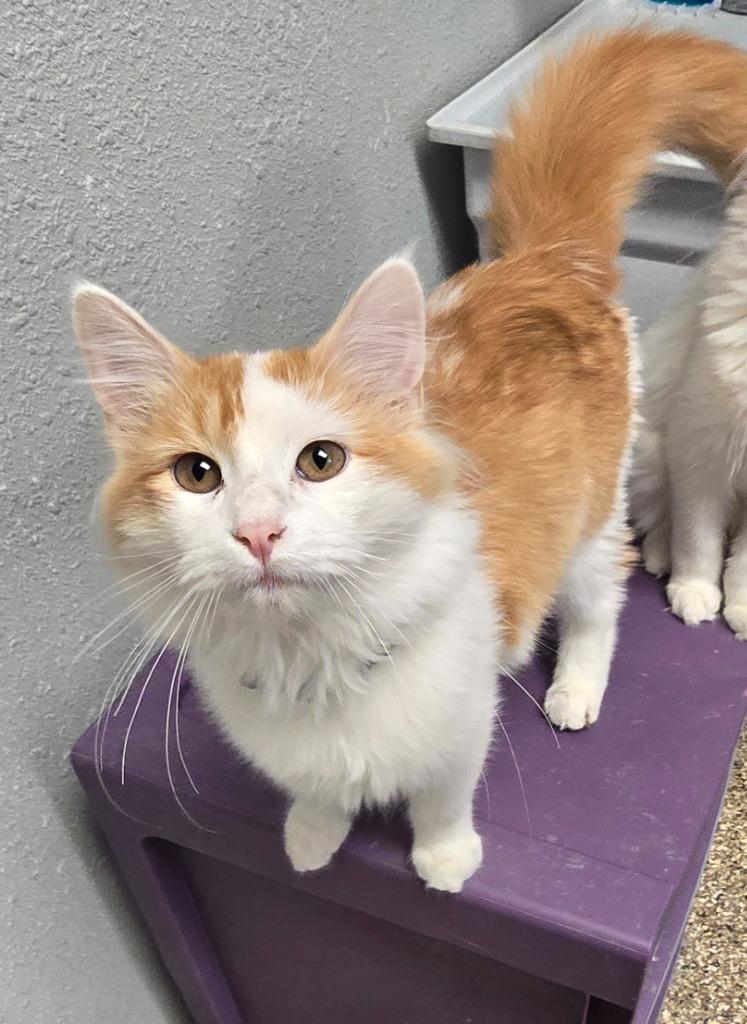 Sage, Adoptable, Young Male Domestic Medium Hair.