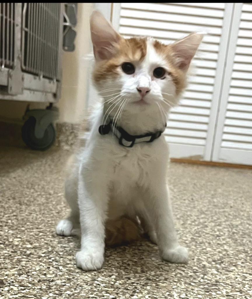 Enlarge Sage, a Adopted mixed breed in Pratt, KS image 2/2