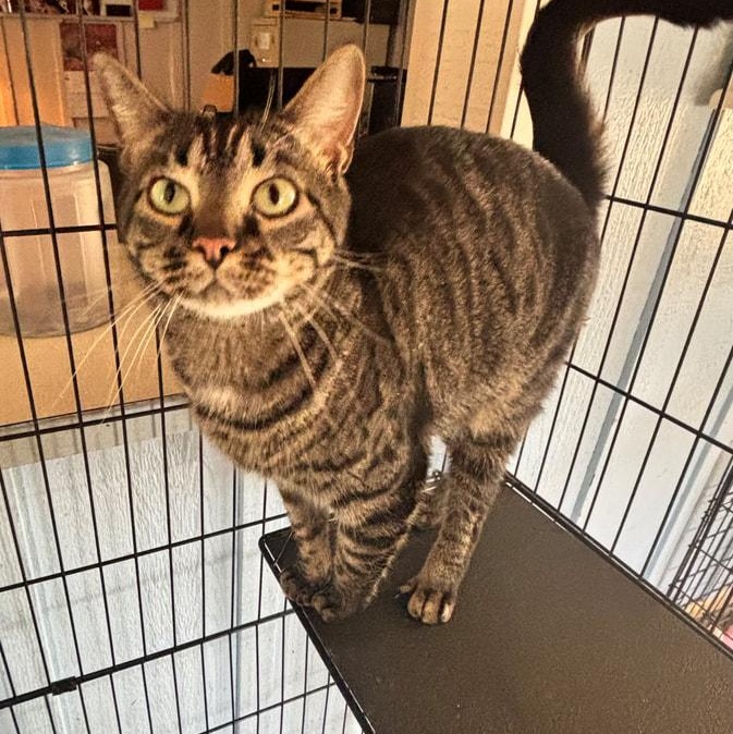 Vampirina, ADOPTABLE, Young Female American Shorthair.