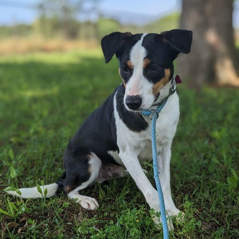 Enlarge Donk, a Adopted mixed breed in Berkeley Heights, NJ image 1/6