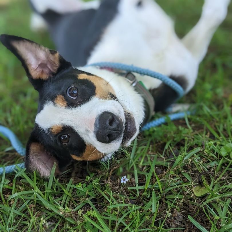 Donk, Adopted, Young Male Labrador Retriever & Rat Terrier.