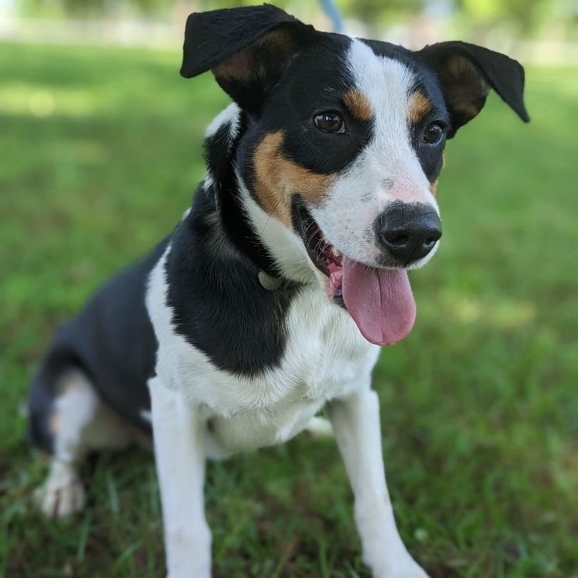 Enlarge Donk, a Adopted mixed breed in Berkeley Heights, NJ image 3/6