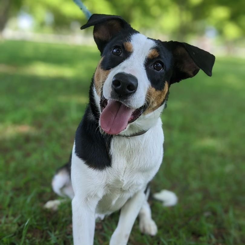 Donk, Adopted, Young Male Labrador Retriever & Rat Terrier.