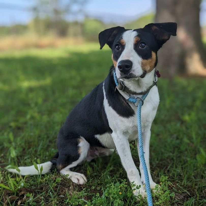 Enlarge Donk, a Adopted mixed breed in Berkeley Heights, NJ image 6/6