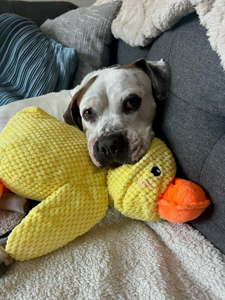 Enlarge CHARLOTTE: Urgent foster needed (cat friendly) , a Adoptable mixed breed in Pasadena, CA image 4/5