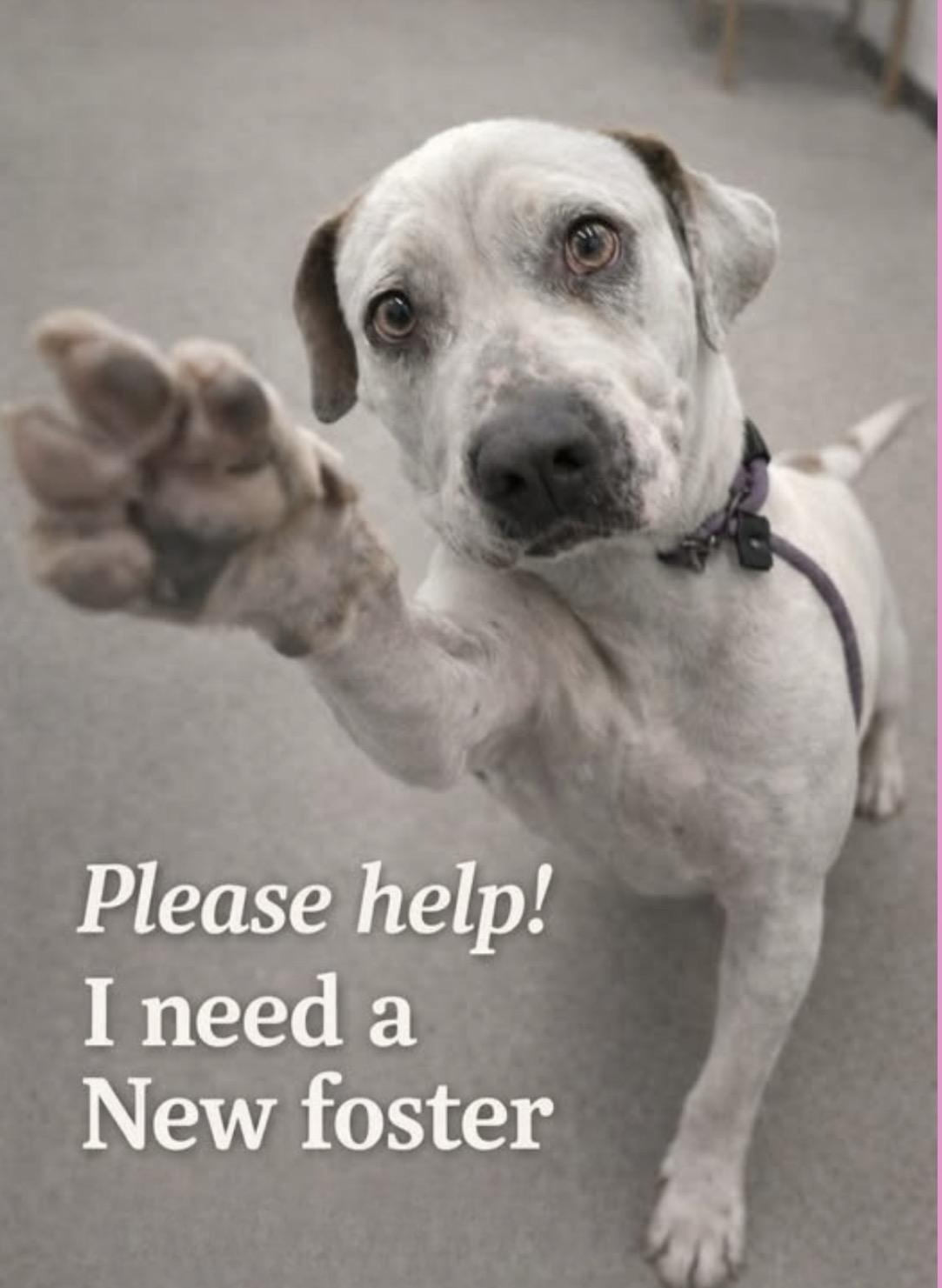 CHARLOTTE: Urgent foster needed (cat friendly) , Adoptable, Adult Female American Bulldog & Boxer.