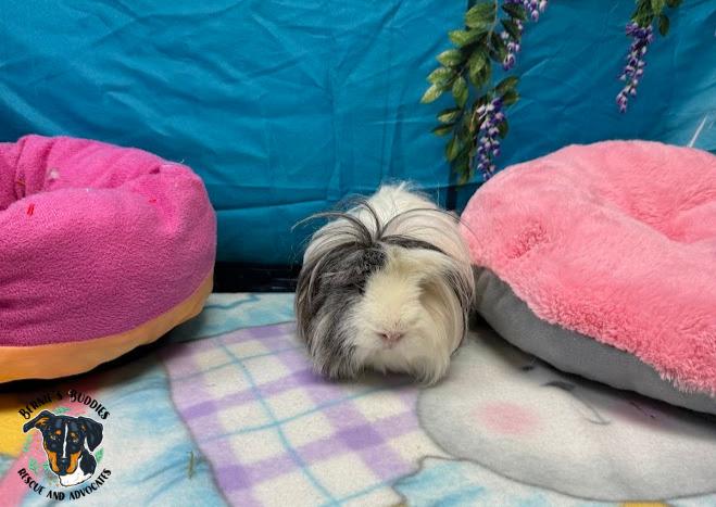 Enlarge Poppy , a ADOPTABLE Peruvian in Huntington, WV image 3/5