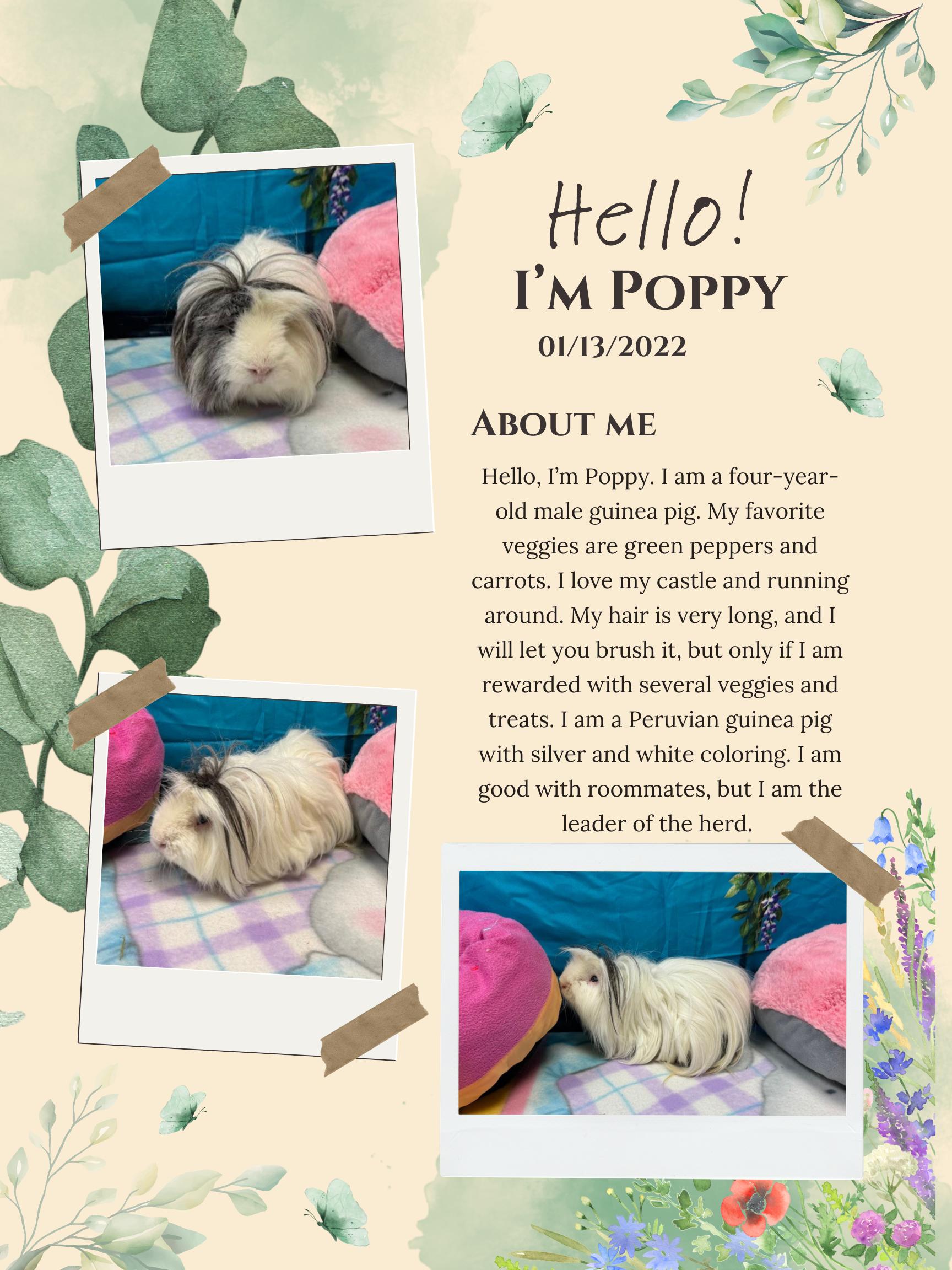 Enlarge Poppy , a ADOPTABLE Peruvian in Huntington, WV image 1/5