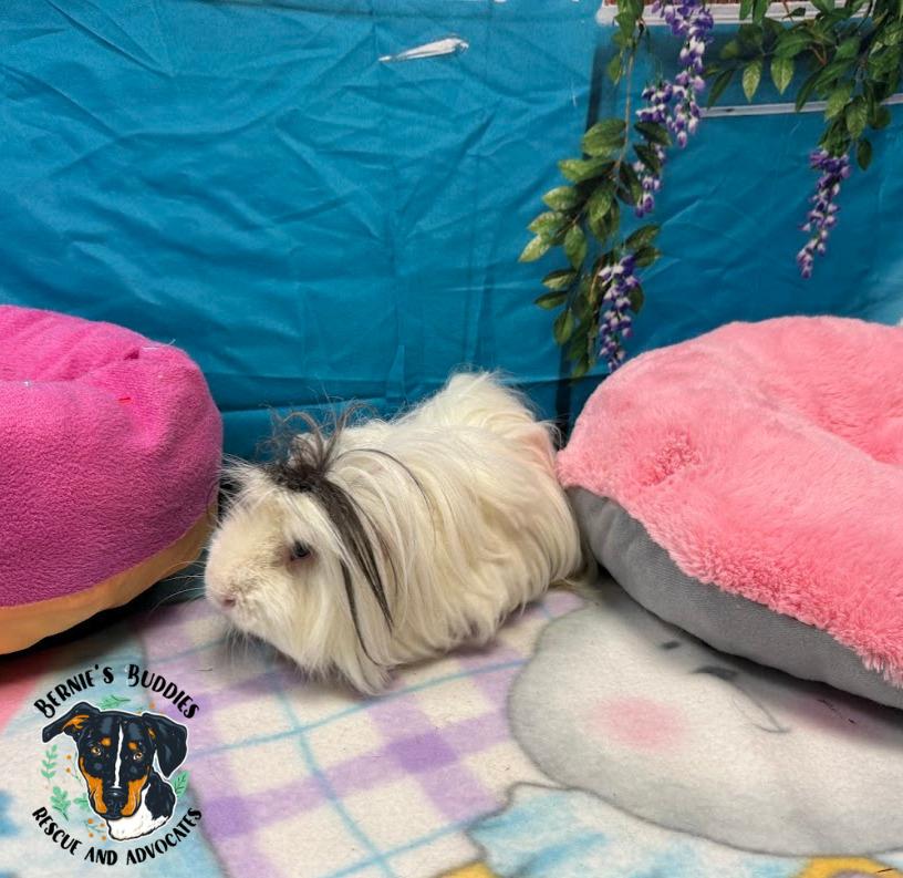 Enlarge Poppy , a ADOPTABLE Peruvian in Huntington, WV image 2/5