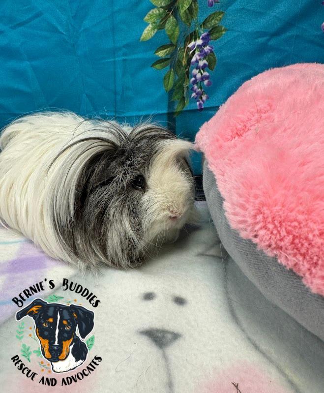 Enlarge Poppy , a ADOPTABLE Peruvian in Huntington, WV image 4/5