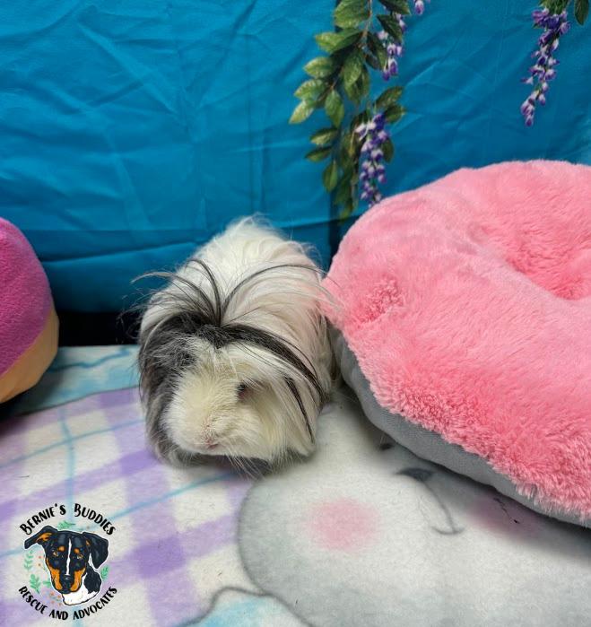 Enlarge Poppy , a ADOPTABLE Peruvian in Huntington, WV image 5/5