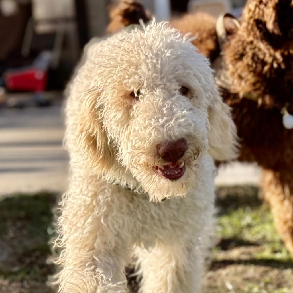 Yeti, Adoptable, Young Male Standard Poodle.