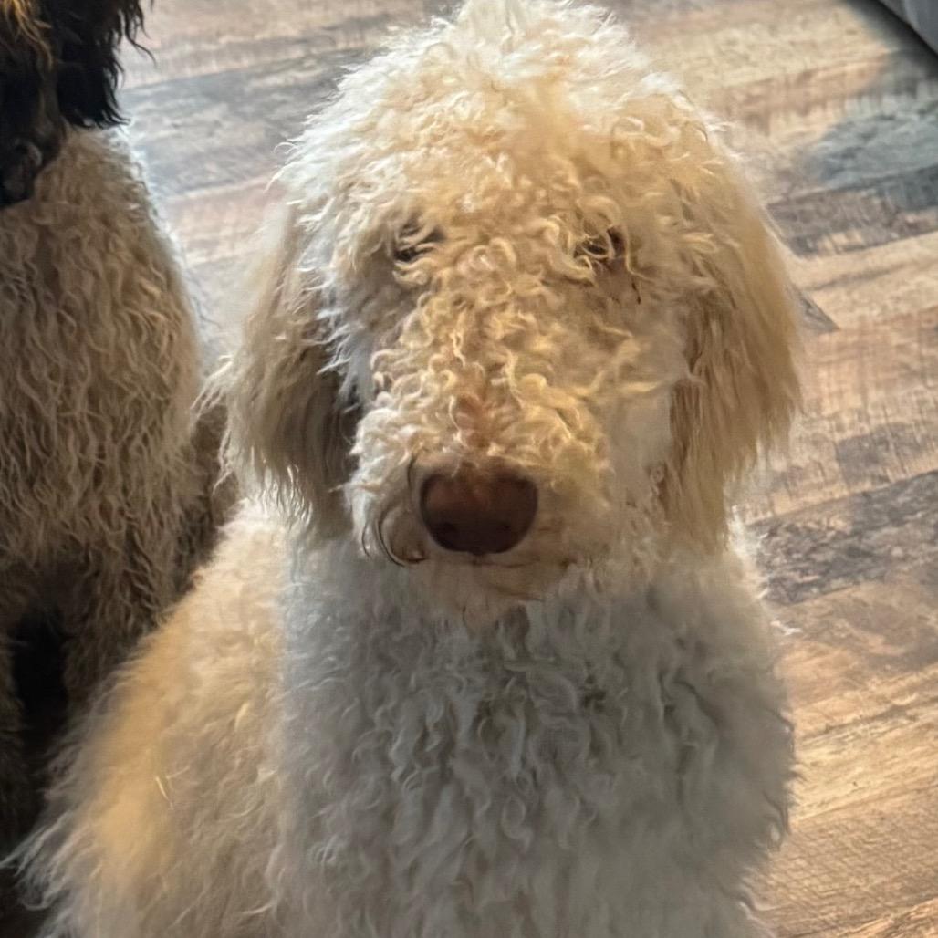 Enlarge Yeti, a Adoptable Standard Poodle in Woodinville, WA image 2/2