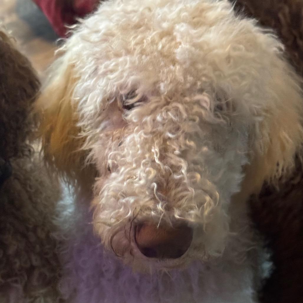 Enlarge Yeti, a Adoptable Standard Poodle in Woodinville, WA image 1/2