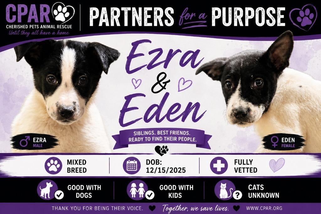 Eden & Ezra, Adoptable, Puppy Male Mixed Breed.