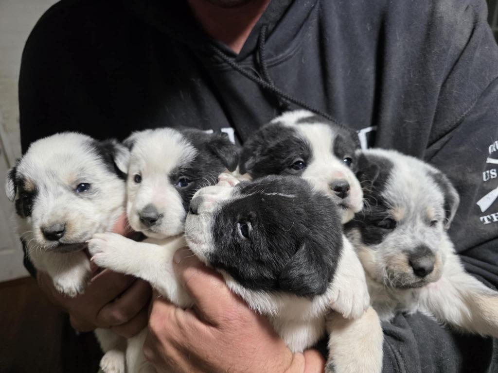 Enlarge Eden & Ezra, a Adoptable mixed breed in Fort Stockton, TX image 2/3