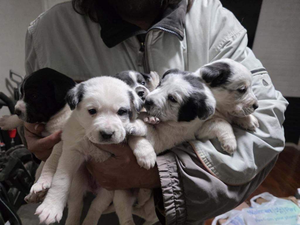 Enlarge Eden & Ezra, a Adoptable mixed breed in Fort Stockton, TX image 3/3