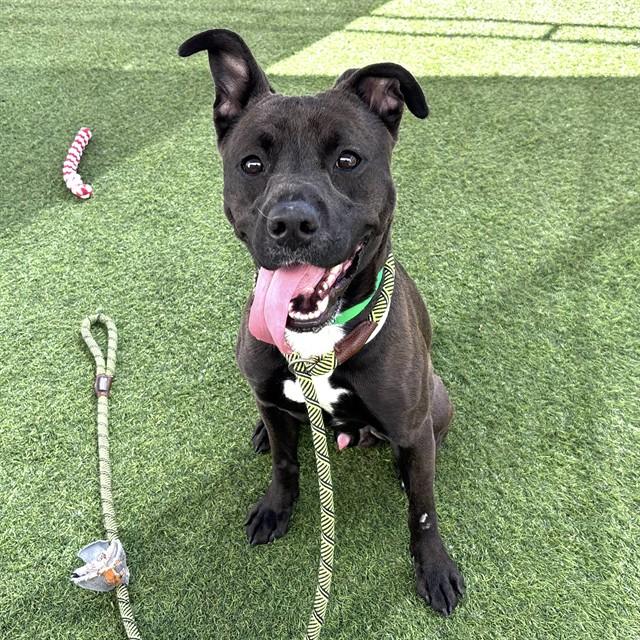 Enlarge PASTA, a Adoptable Pit Bull Terrier in Phoenix, AZ image 1/1