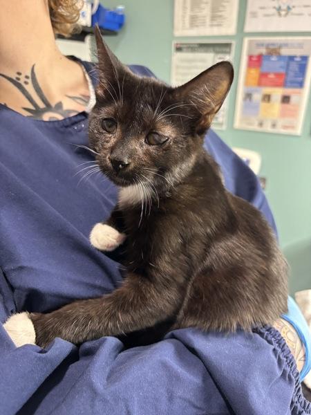 Diesel, Adoptable, Kitten Male Domestic Medium Hair.