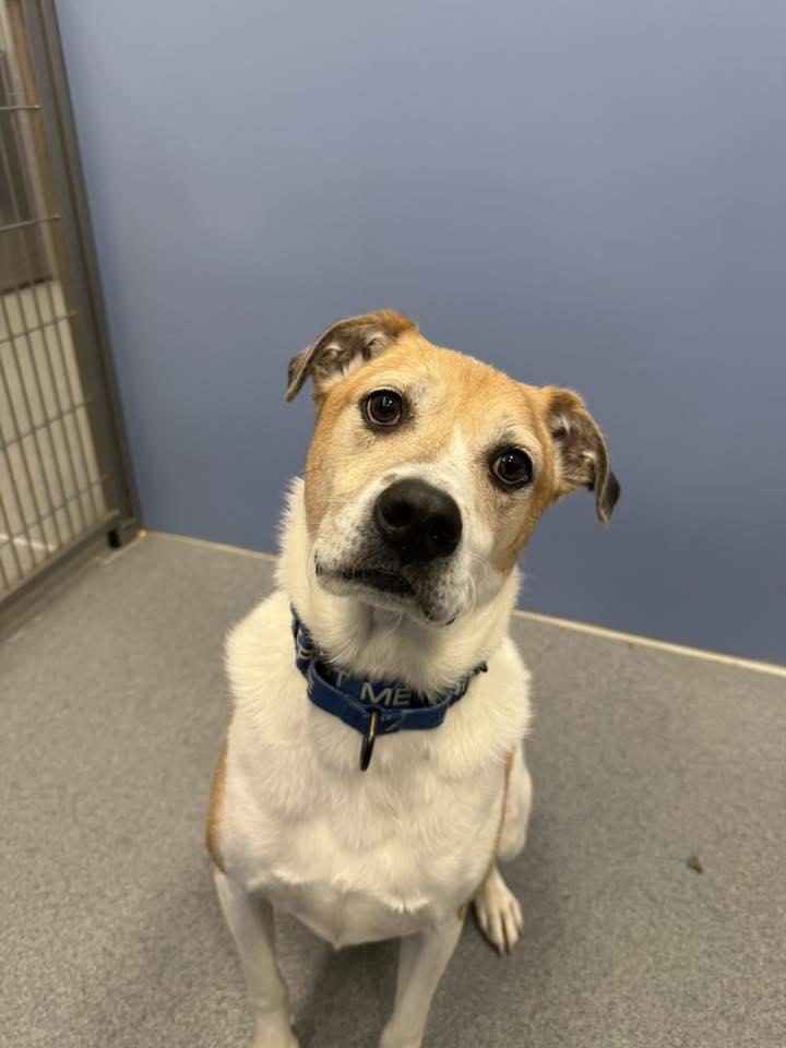 Enlarge Appa, a Adoptable Mixed Breed in New Castle, DE image 1/3