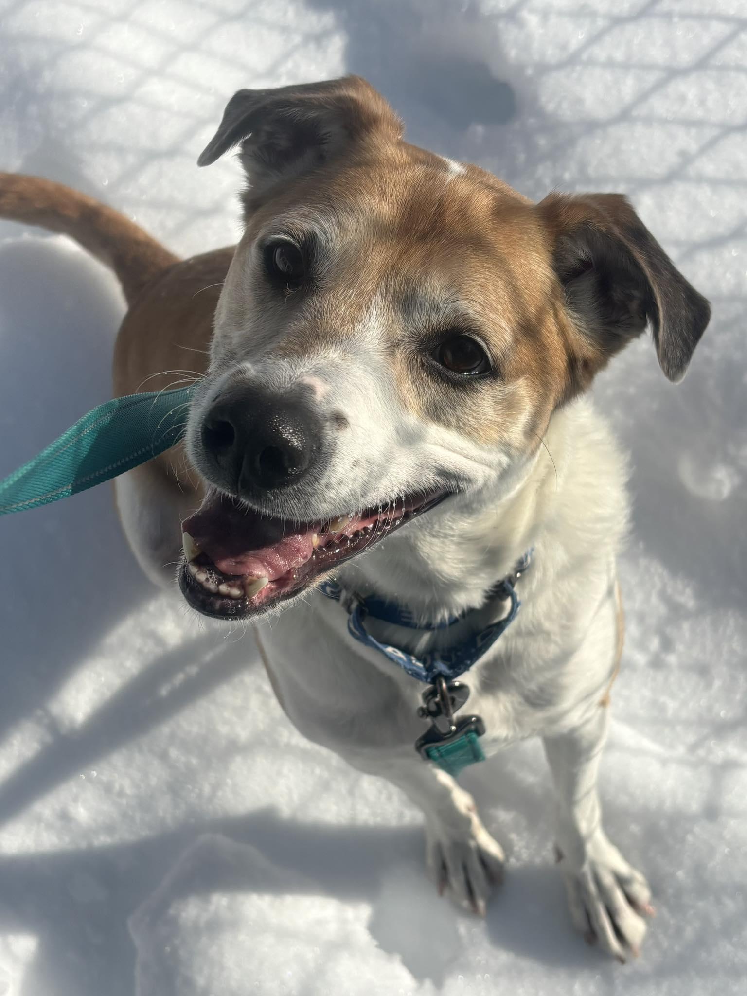 Enlarge Appa, a Adoptable Mixed Breed in New Castle, DE image 2/3