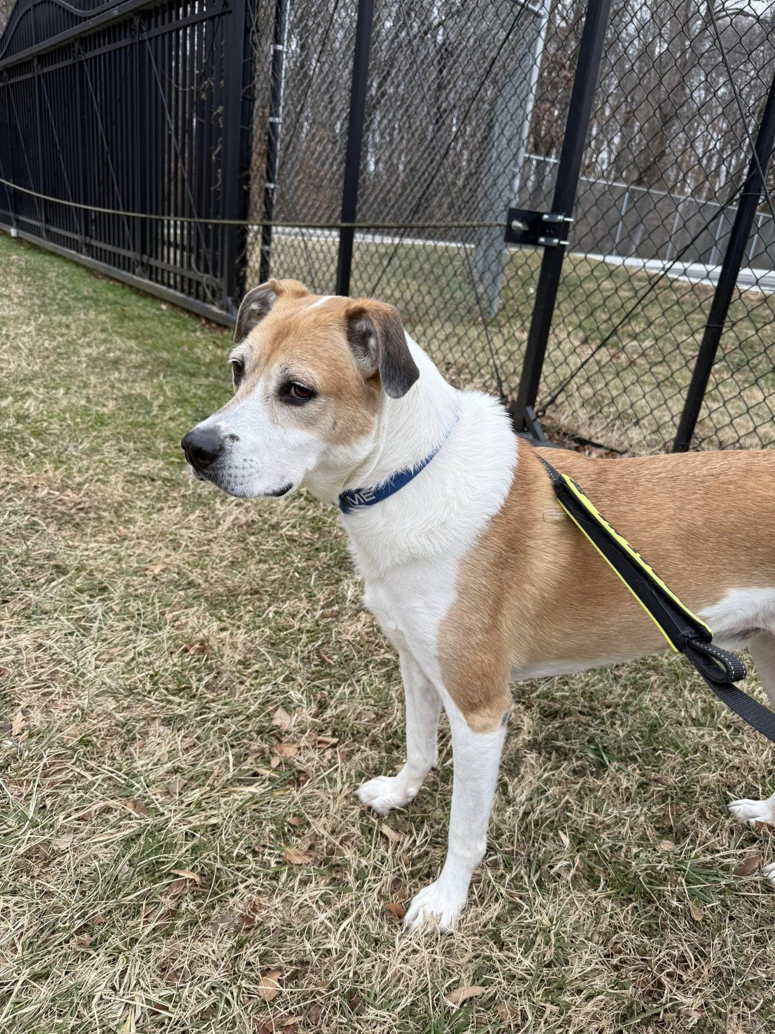 Enlarge Appa, a Adoptable Mixed Breed in New Castle, DE image 3/3