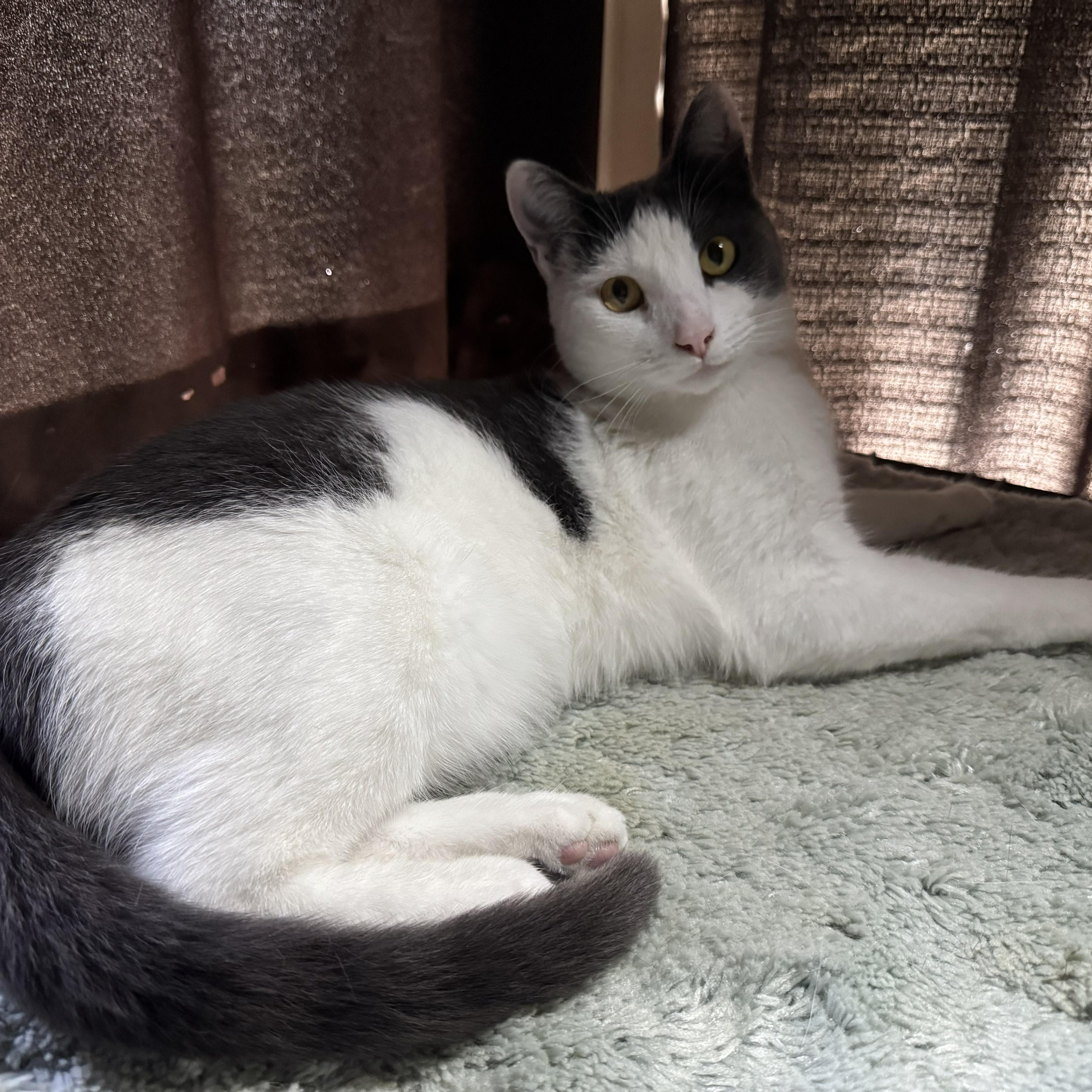 Syrah, Adoptable, Young Female Domestic Short Hair.