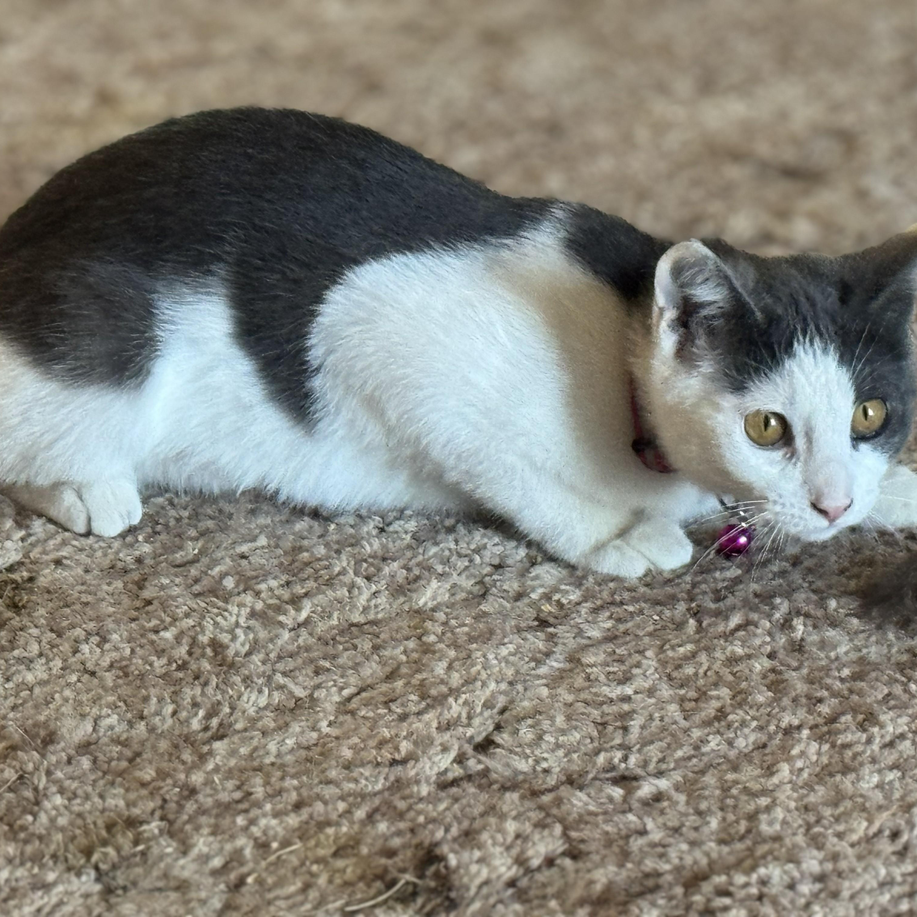 Enlarge Syrah, a Adoptable mixed breed in Ellensburg, WA image 6/6