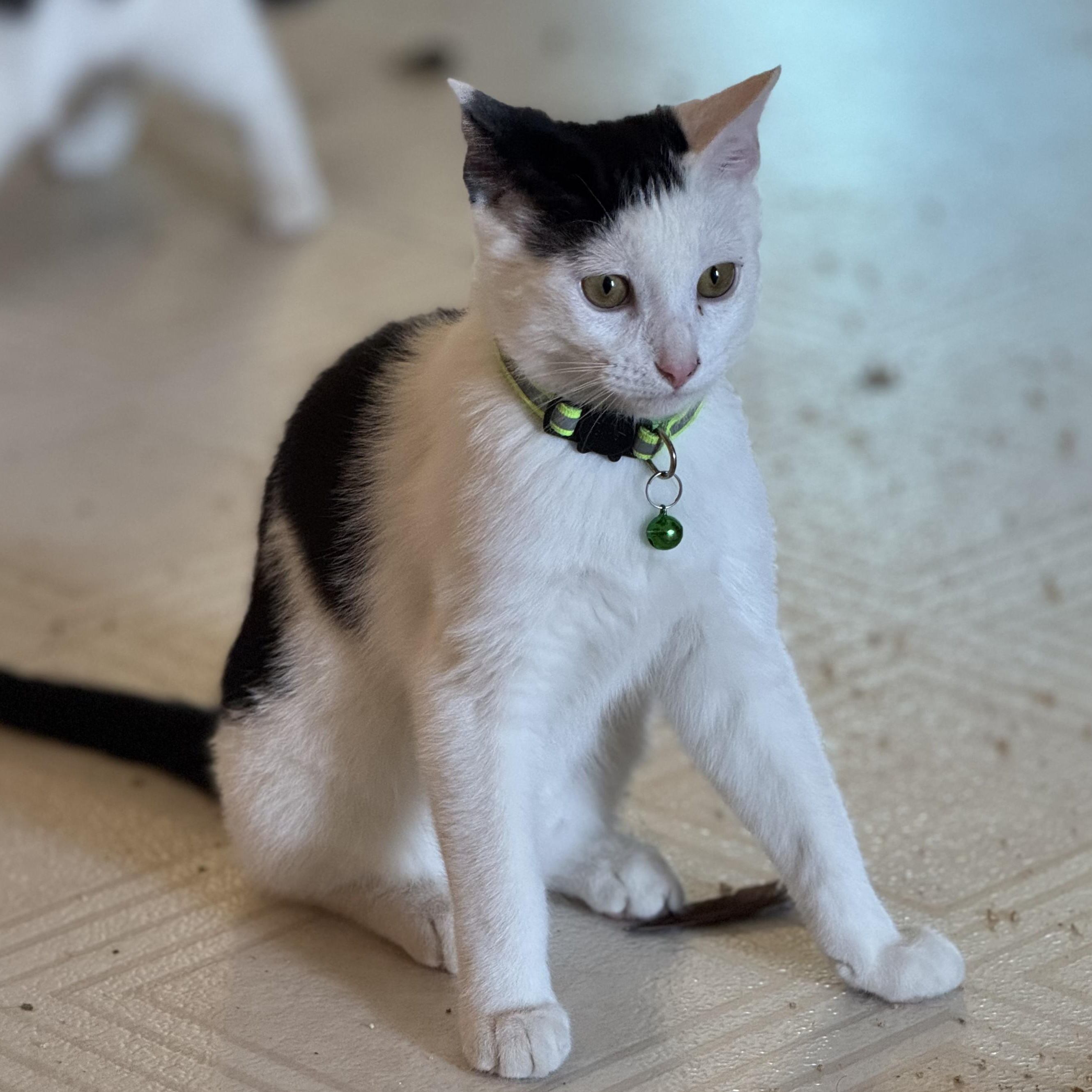 Enlarge Syrah, a Adoptable mixed breed in Ellensburg, WA image 2/3