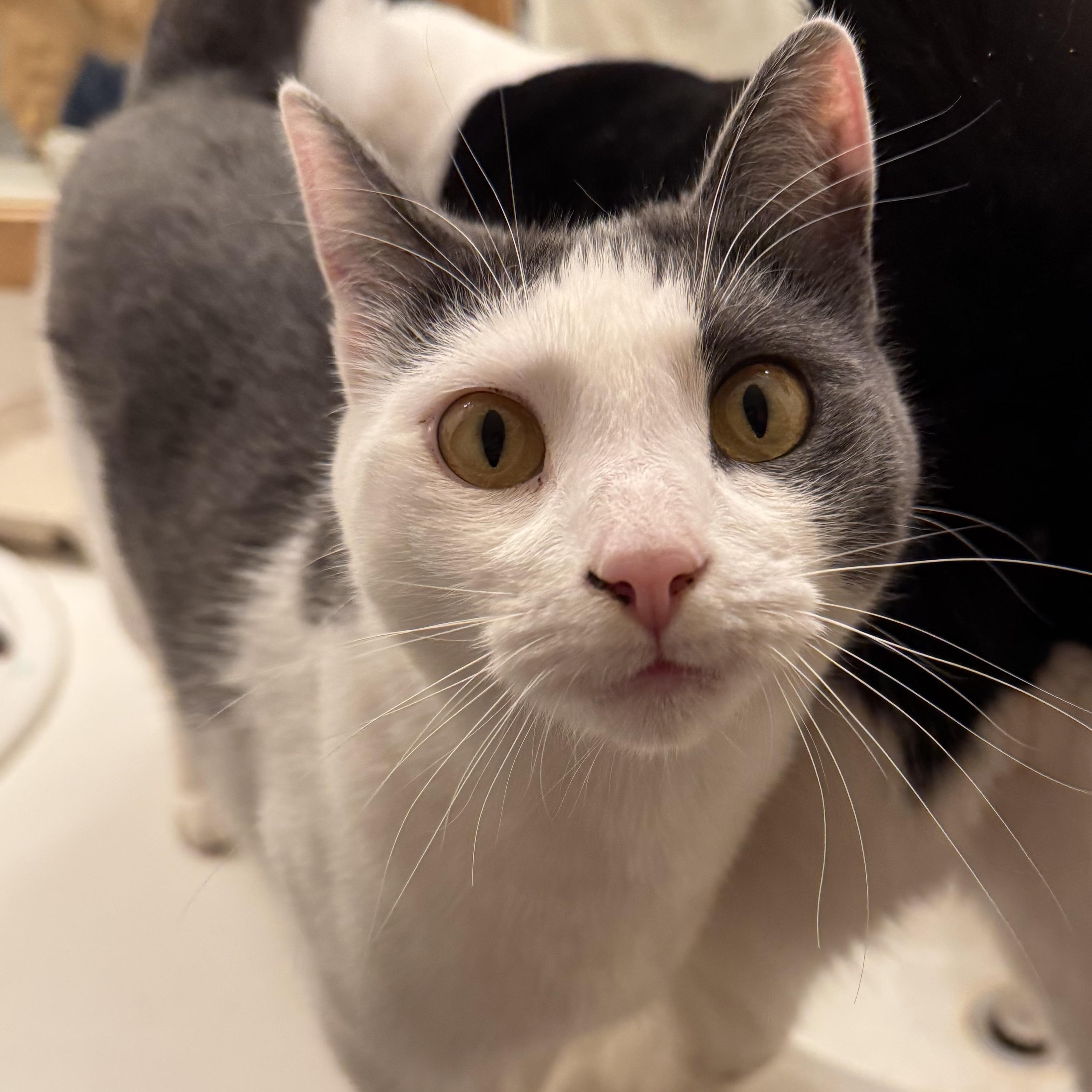 Enlarge Syrah, a Adoptable mixed breed in Ellensburg, WA image 5/6
