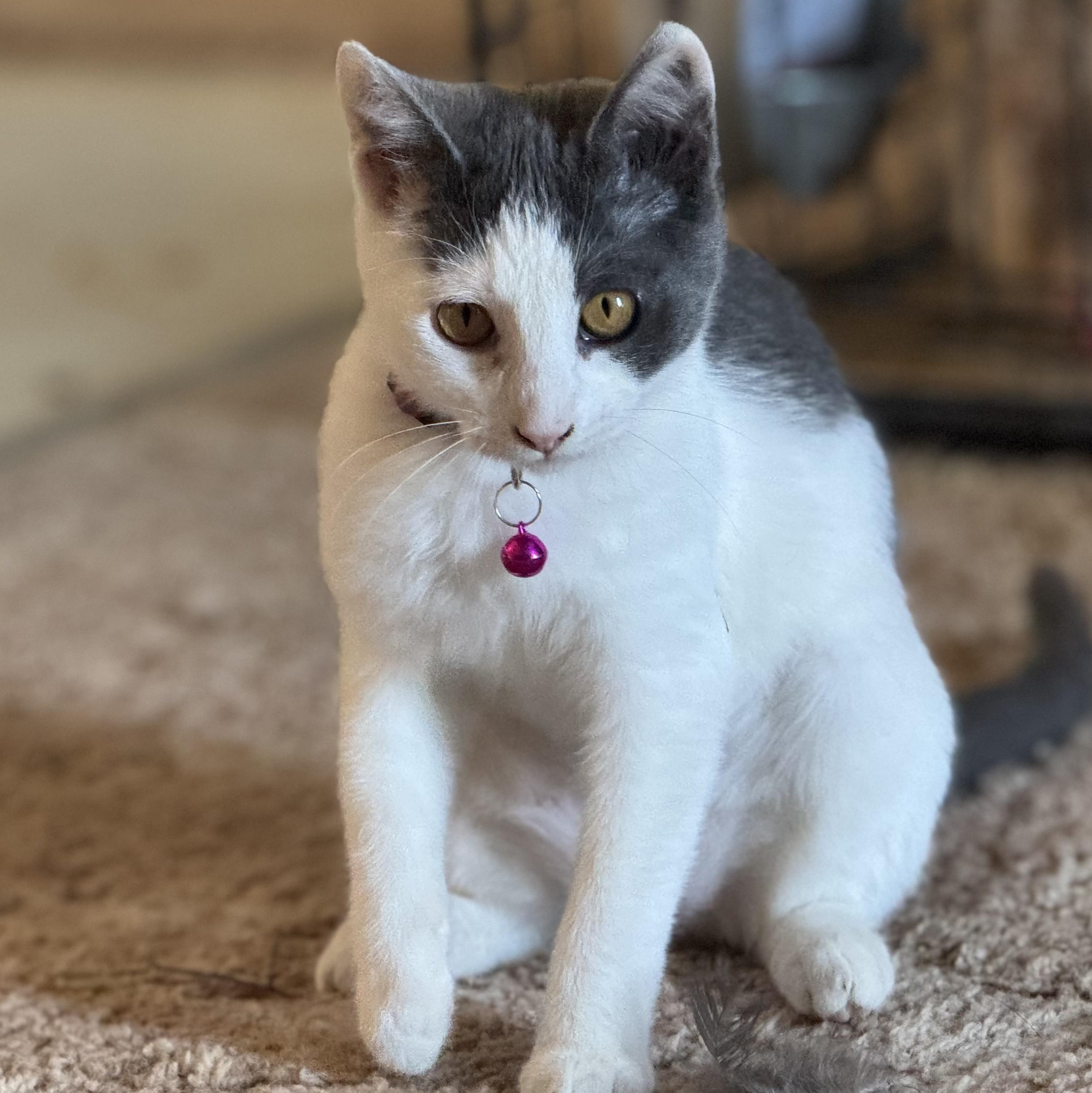 Syrah, Adoptable, Young Female Domestic Short Hair.