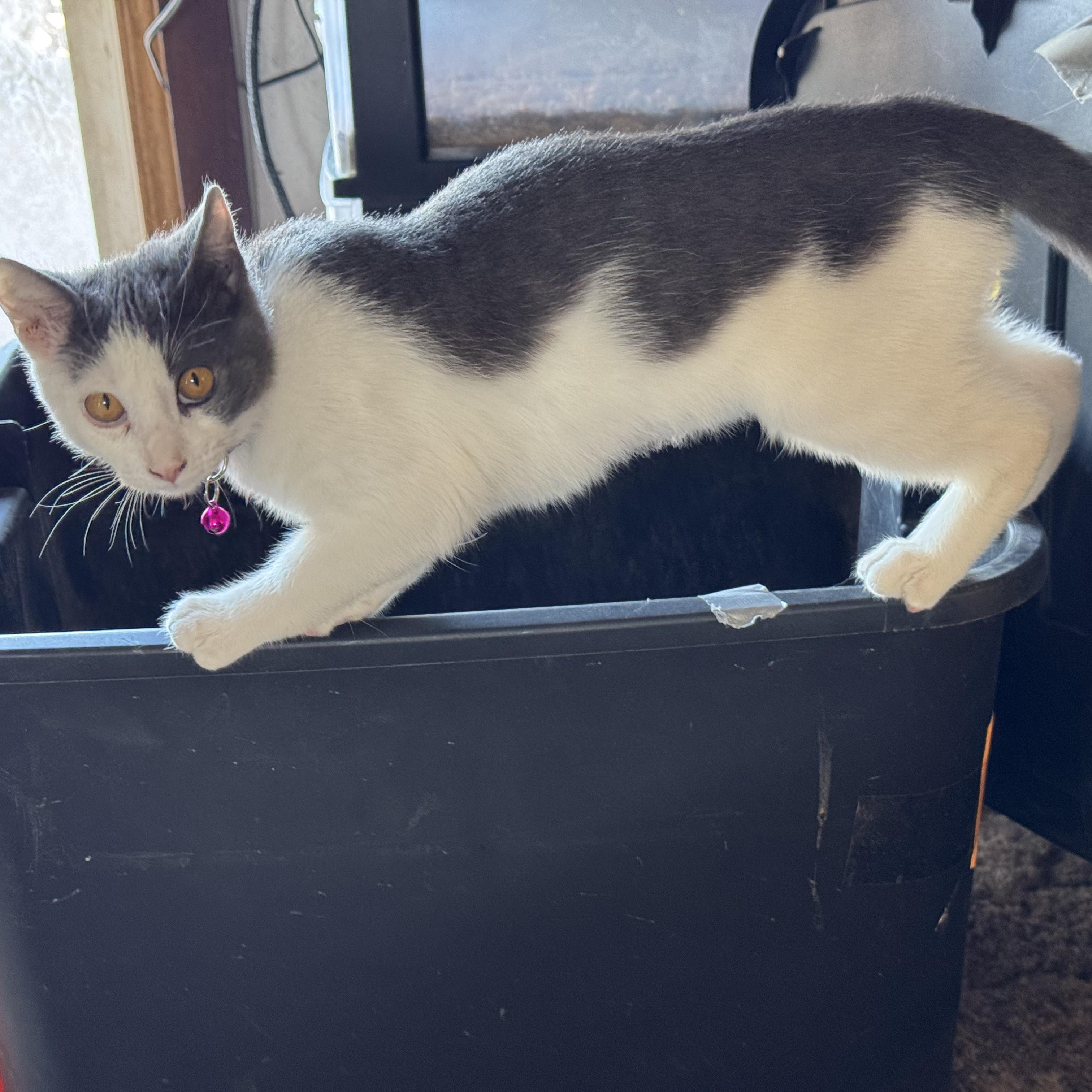 Enlarge Syrah, a Adoptable mixed breed in Ellensburg, WA image 3/3
