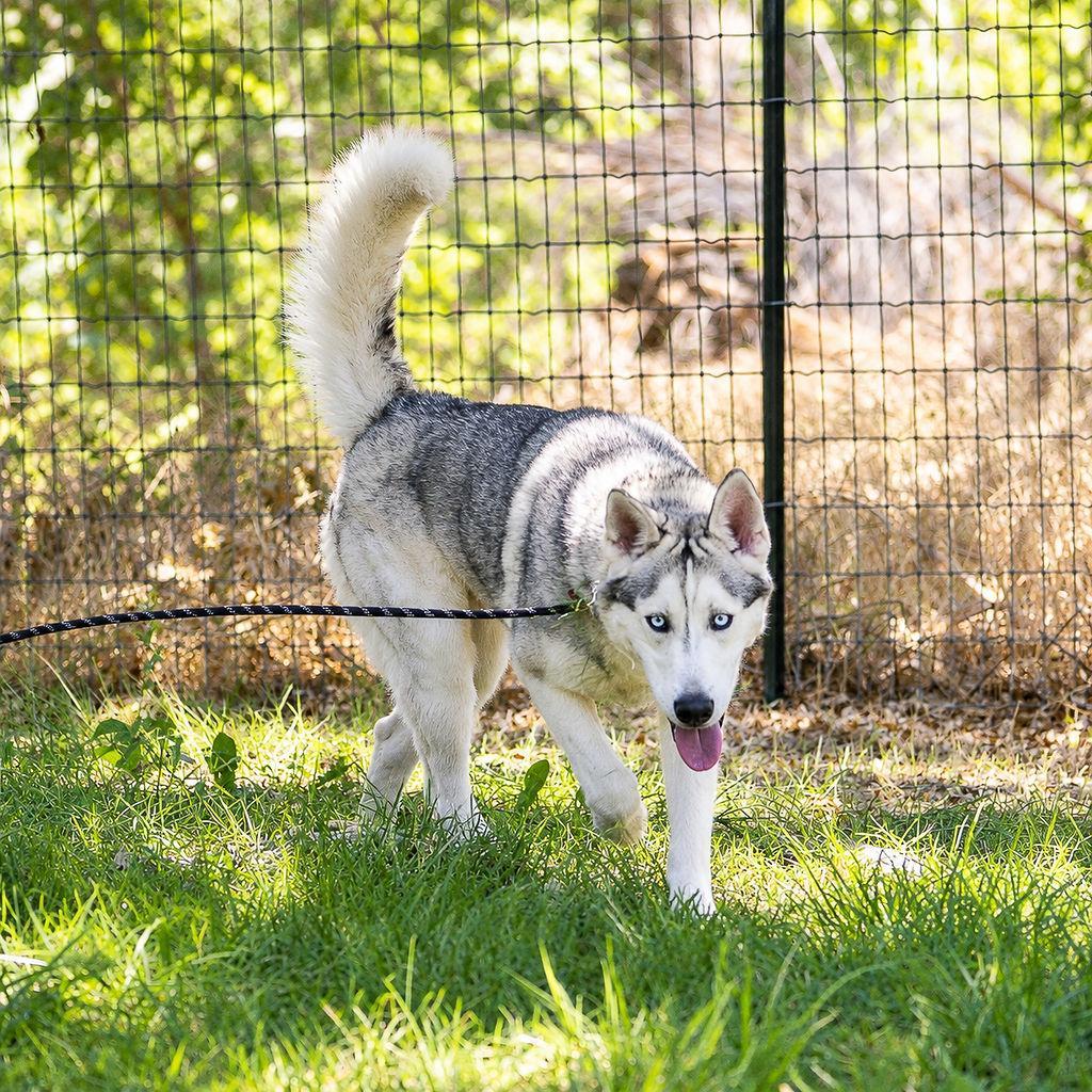 Enlarge Milo, a Adoptable mixed breed in Pahrump, NV image 1/1