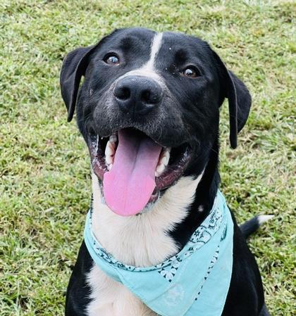 Rosco $85 Foster, Adoptable, Young Male Mixed Breed & Mixed Breed.